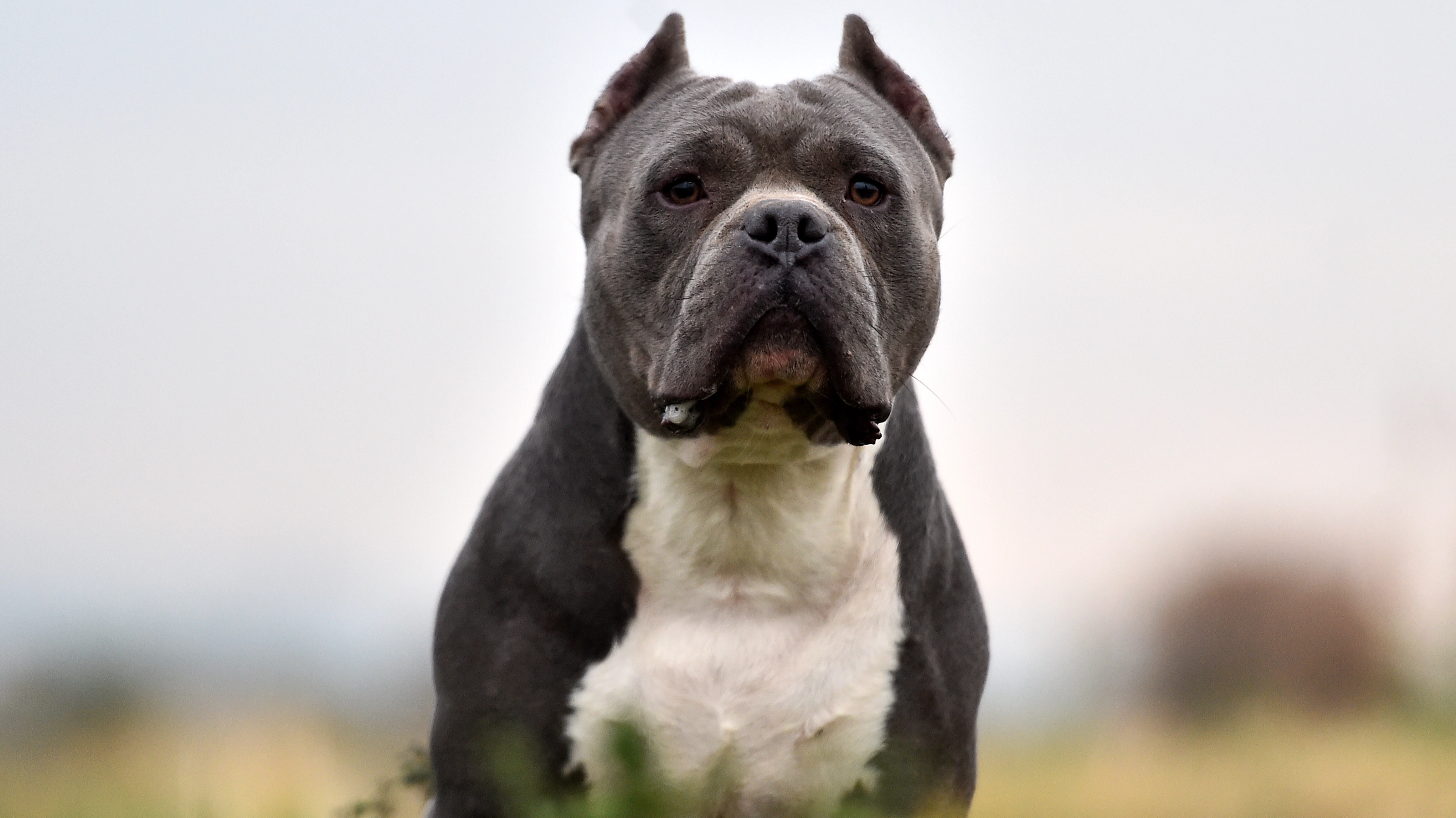 Protocol you must follow if an aggressive dog approaches you