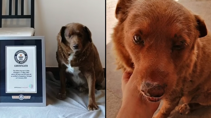 Bobi wins Guinness World Record for being the oldest dog ever