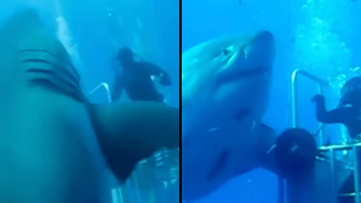 Footage of the 'biggest ever' great white shark is leaving people stunned