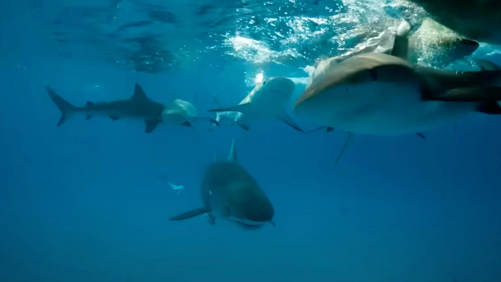 Man who survived shark attack shares the one thing people should ‘never do’ in situation