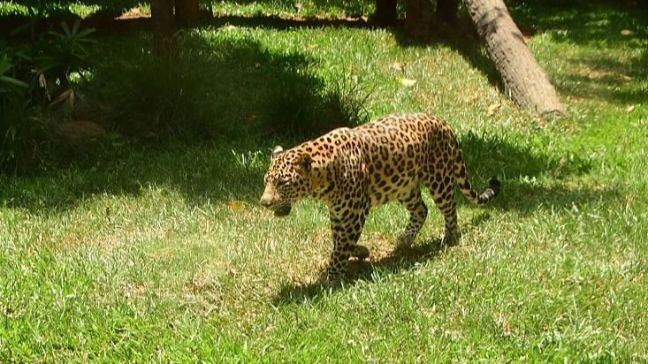 Investigation update as woman is killed in horror attack by leopard in zoo enclosure