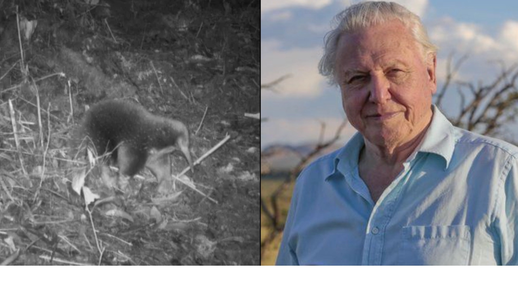 Strange creature named after Sir David Attenborough found after 60 years
