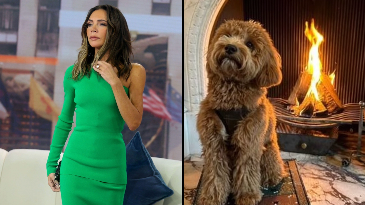 Victoria Beckham is fuming after her dog tried to destroy a $500 advent calendar