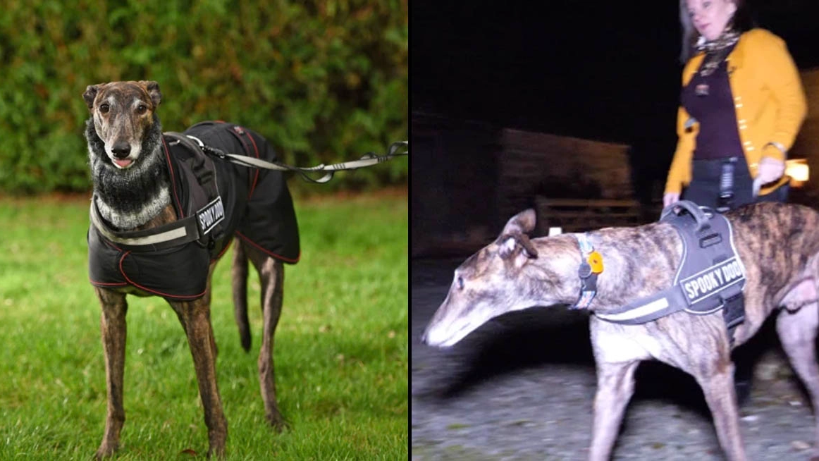 Six-Year-Old Dog Helps Couple Solve Paranormal Investigations