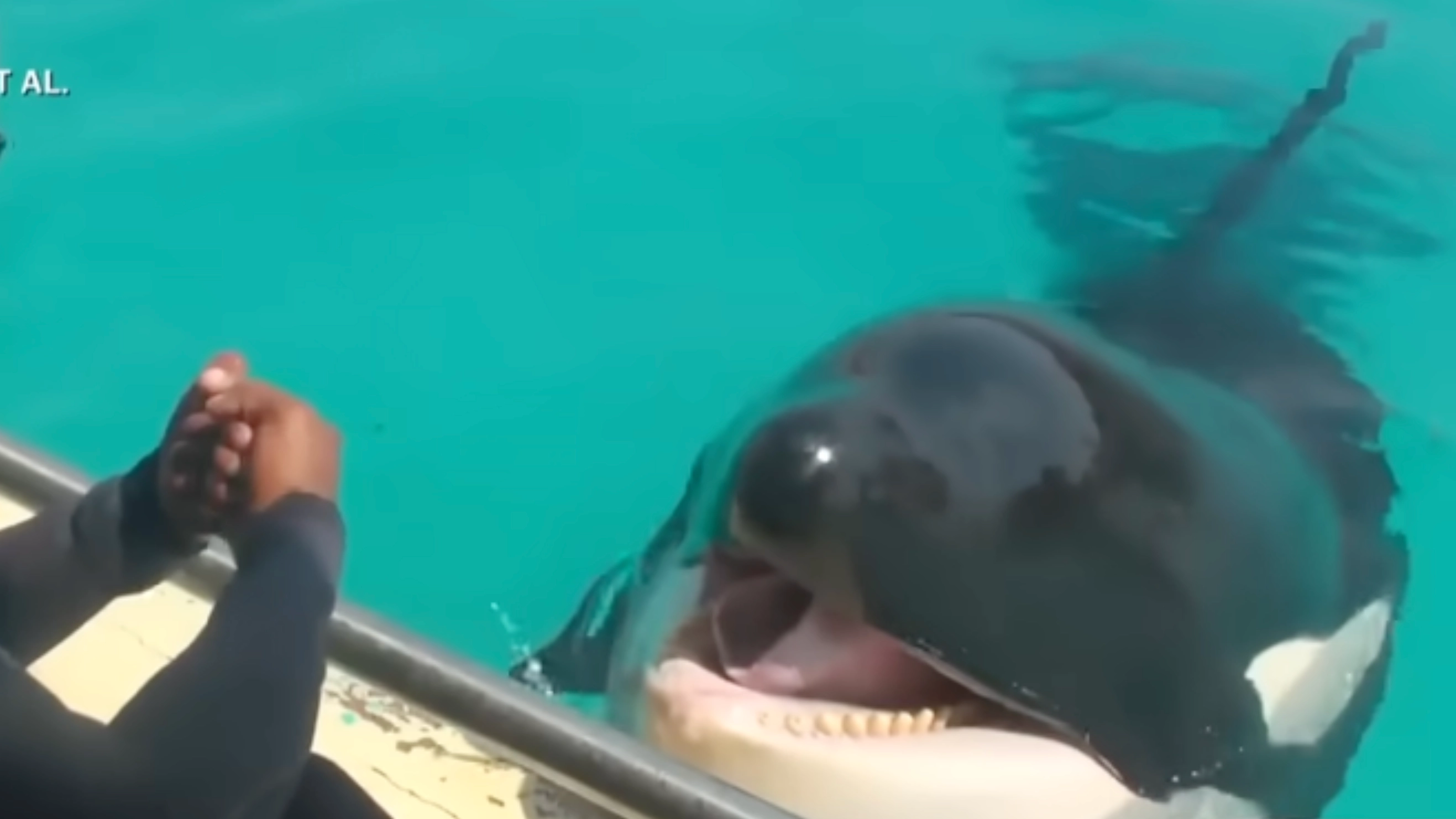 Haunting recording of orcas imitating human speech is leaving people terrified