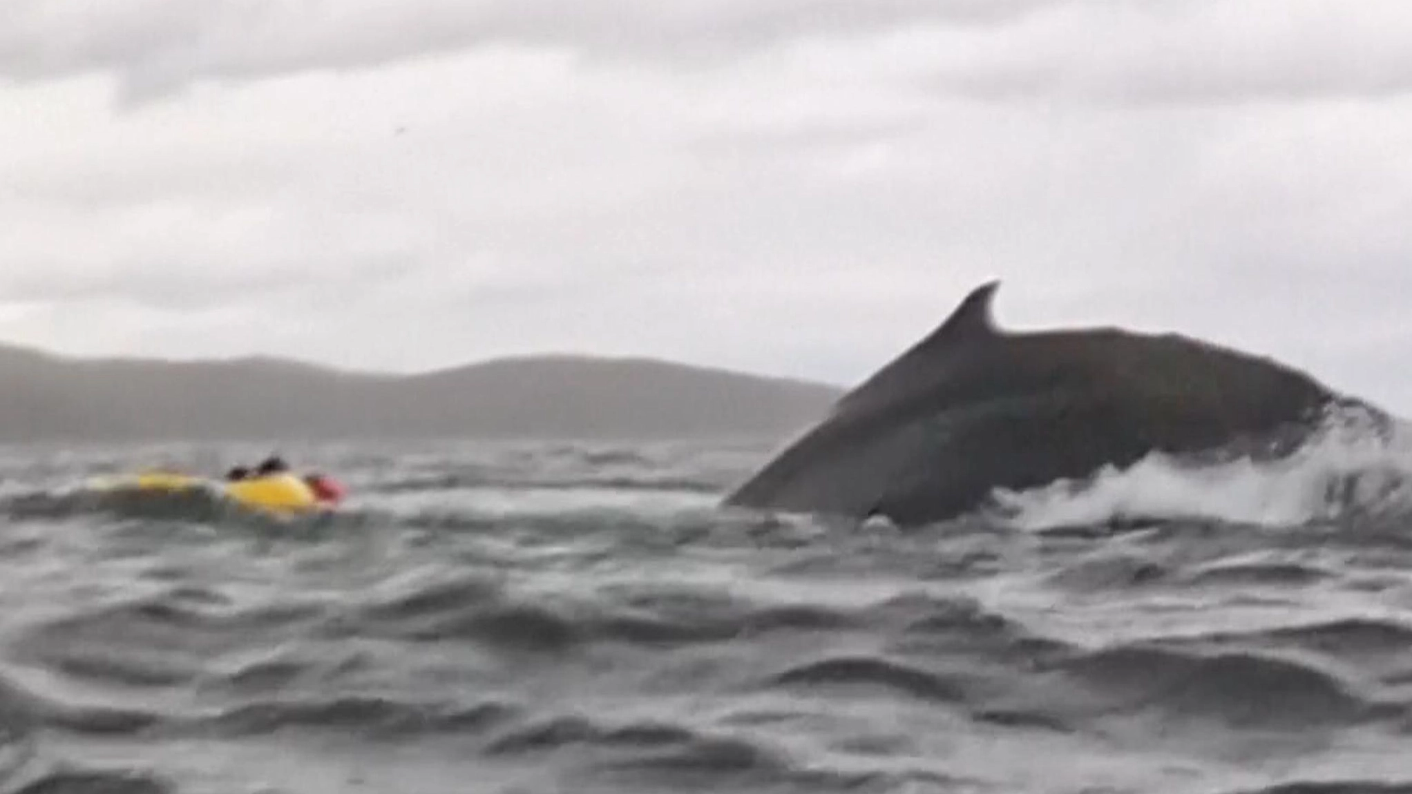 Kayaker swallowed by 'humpback whale' survives to describe what being inside animal felt like