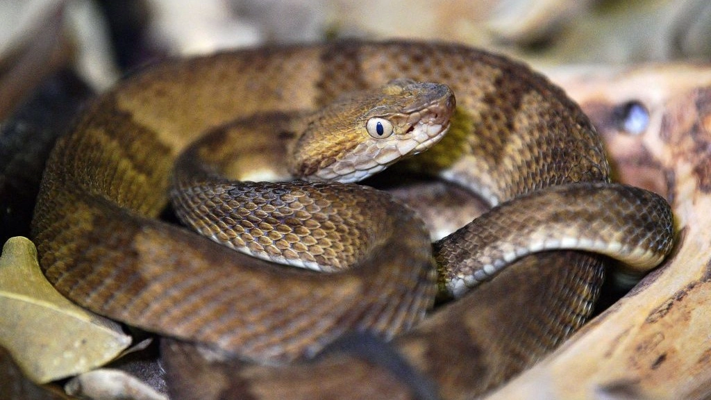 Man risks life to sneak into Snake Island where no humans are allowed to visit