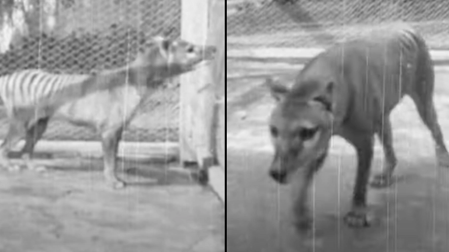 Last known footage of extinct Tasmanian Tiger that could be brought back to life after 'gruesome' find