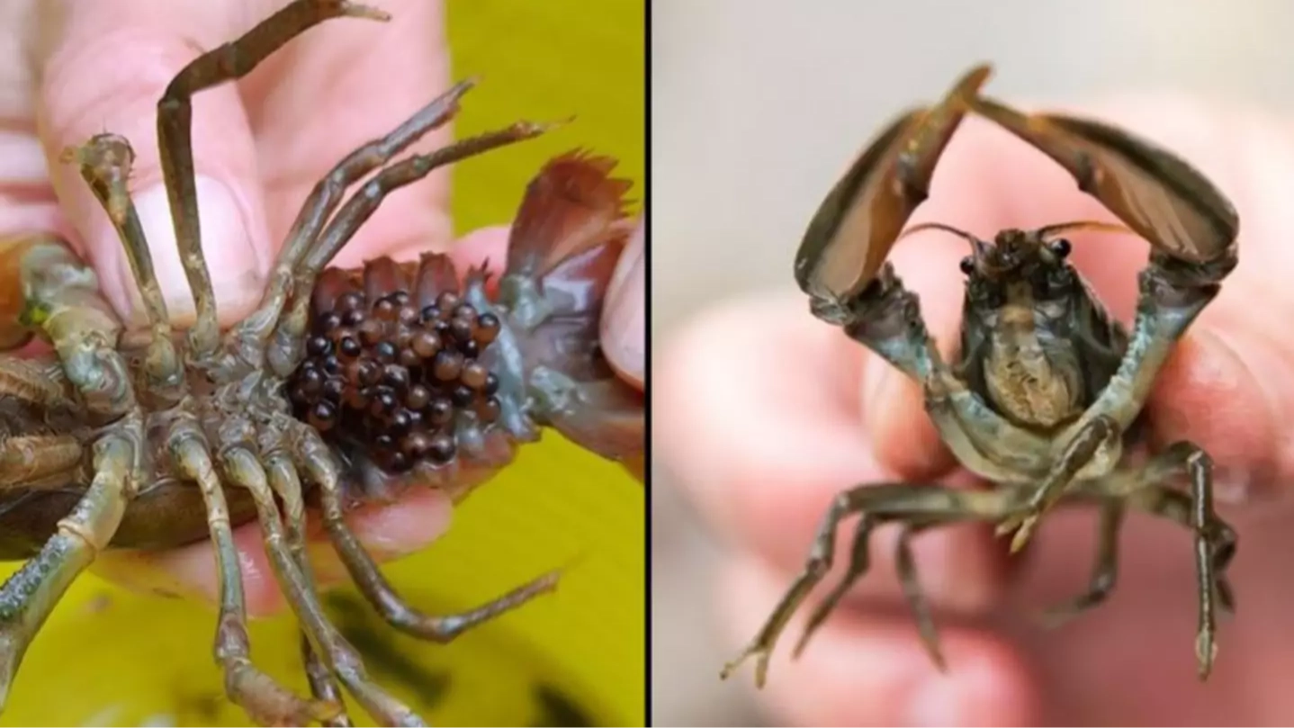 Brits told to kill creepy river creature 'on sight' by stabbing its brain