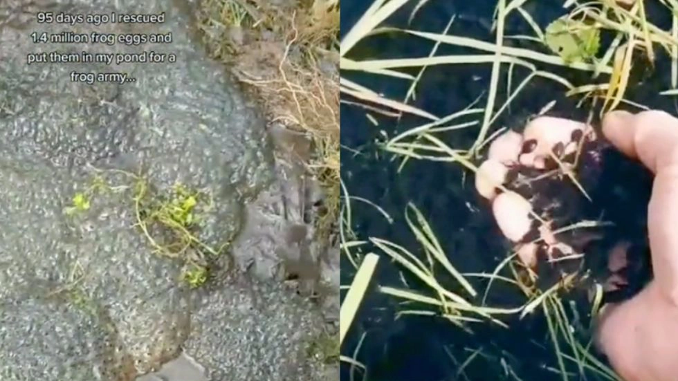 What Is The TikTok Frog Army? Controversy & Potential Disaster