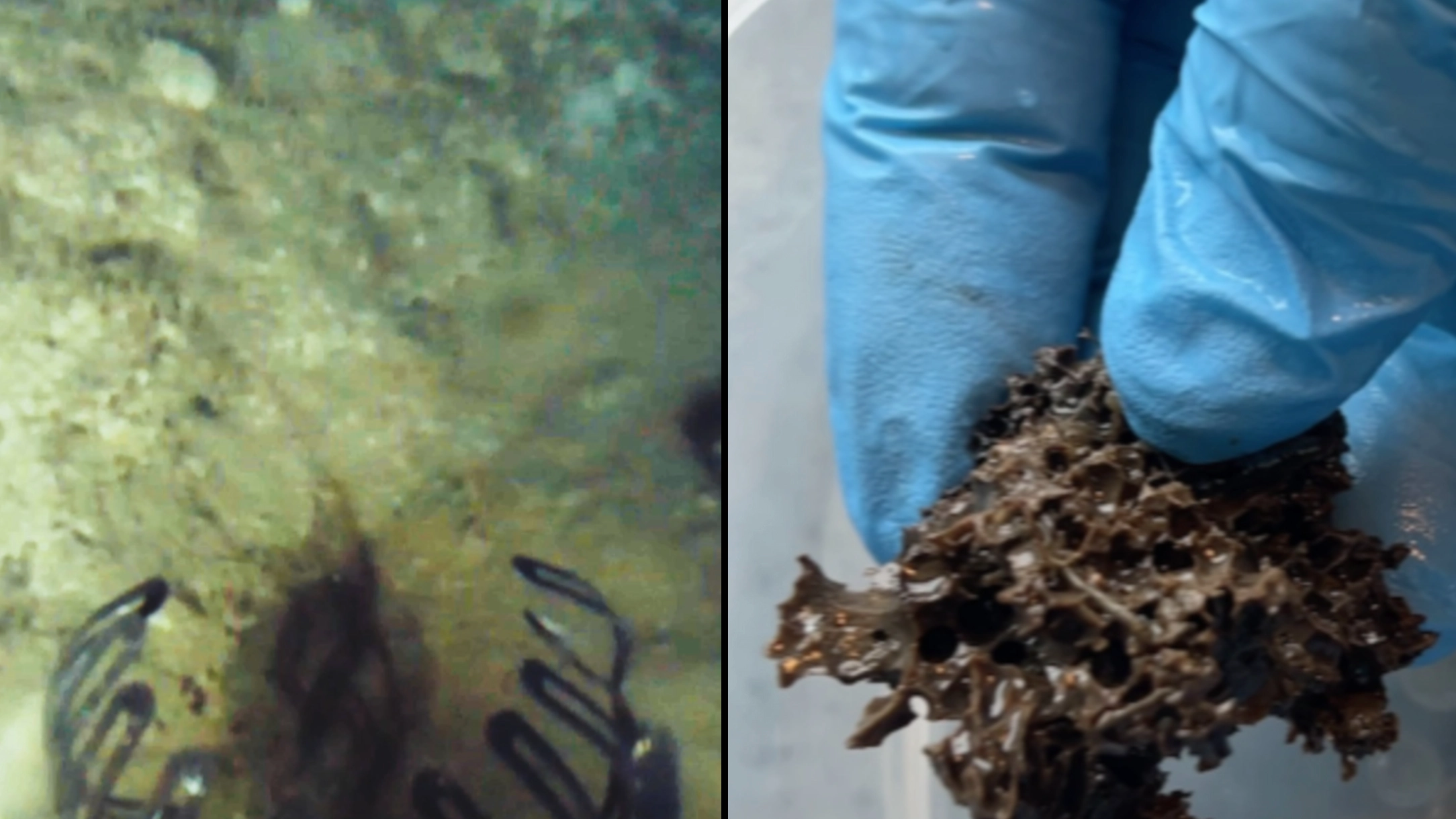 Gold shipwreck’s £6 million treasure will soon be hauled to the surface