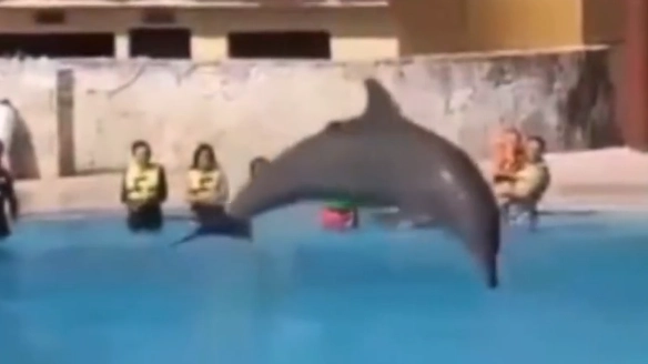Horrific moment dolphin 'jumps to its death' in front of audience during show at notorious resort