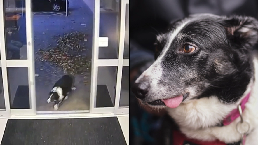 Clever Border Collie hands herself into police after getting lost on a walk