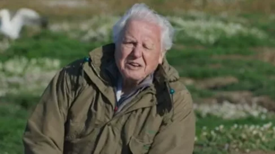 David Attenborough's crew broke his one rule while filming tragic scene