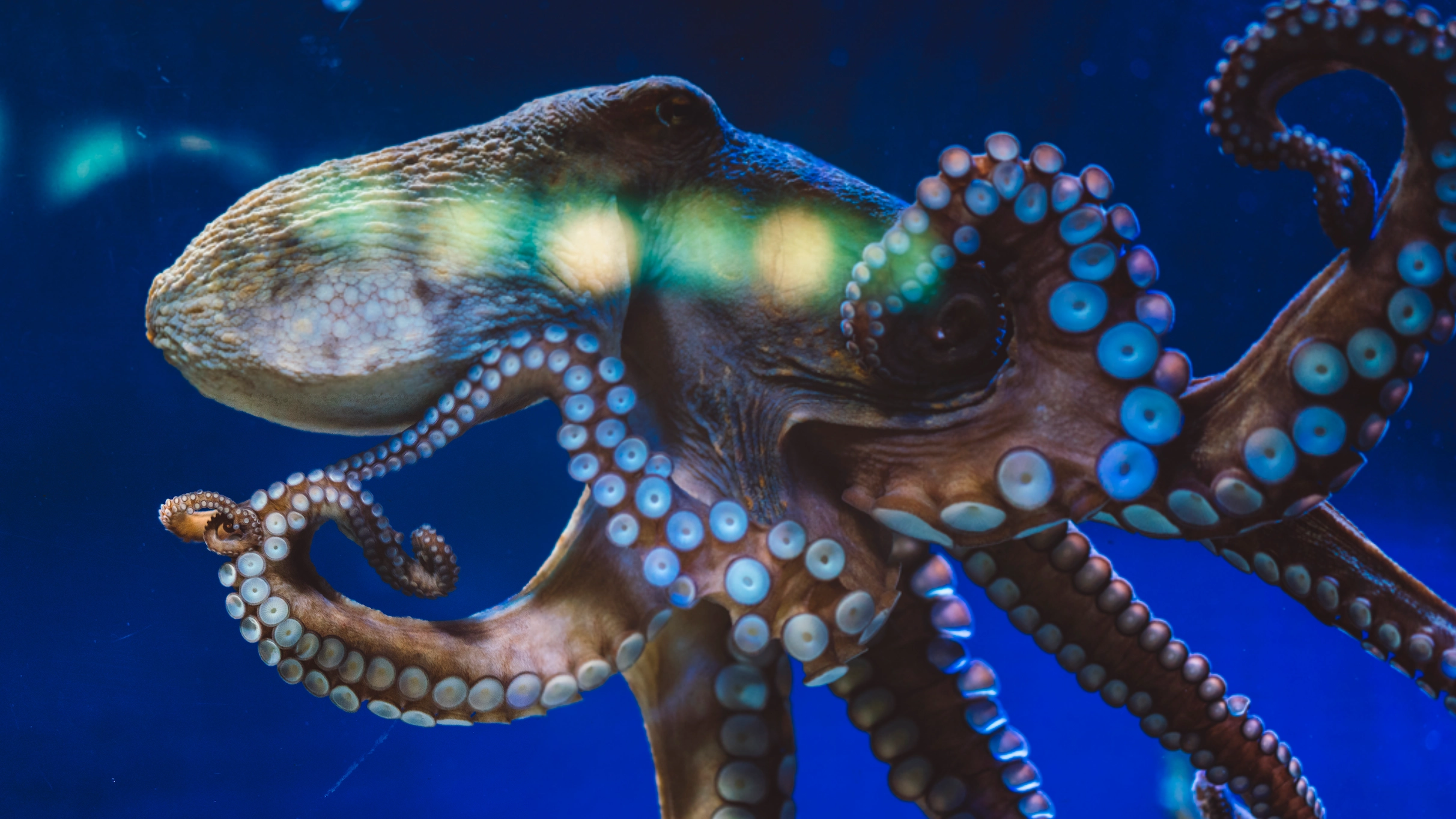 Giant 62ft 'Kraken-like' octopus capable of pulling down ships found to have roamed seas