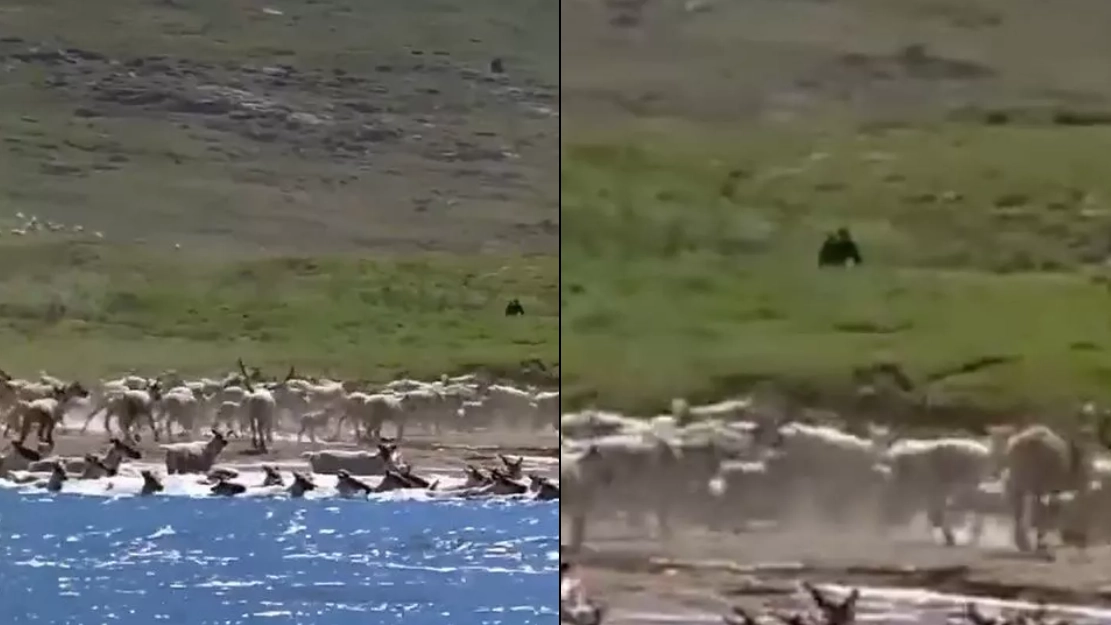 People are convinced that a documentary unintentionally caught Bigfoot on camera