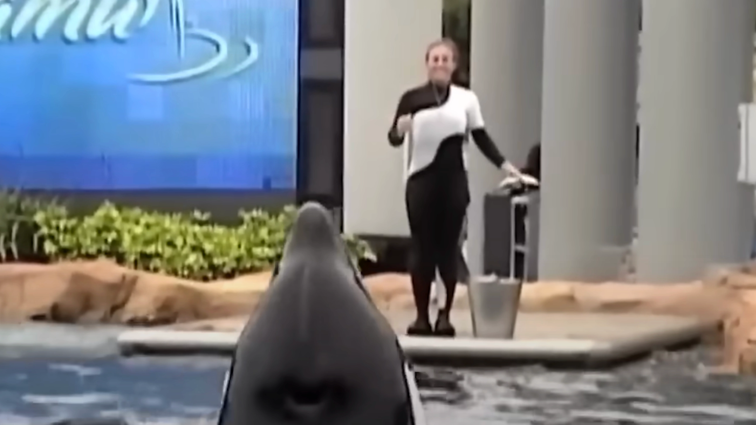 Chilling image shows final moment before orca found with dead SeaWorld trainer in its mouth