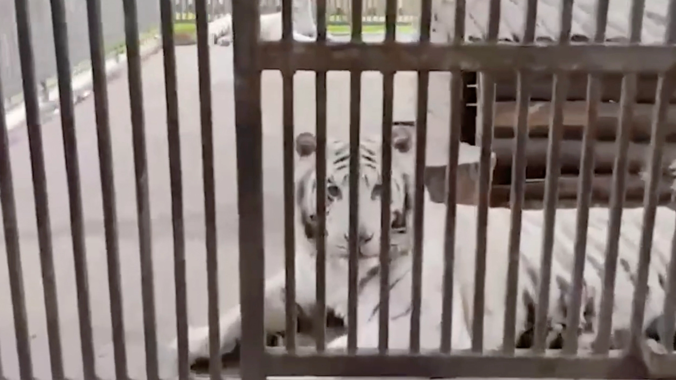 Zookeeper mauled to death by rare tiger after making vital 'mistake' while feeding it