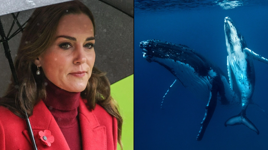 Fox News awkwardly called Kate Middleton the ‘Princess of Whales’
