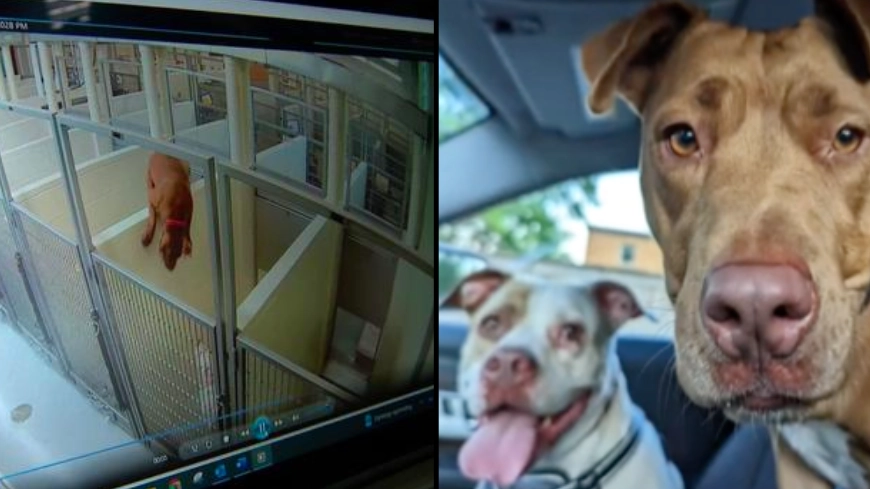 Dog scales the wall of her shelter to be with her best puppy pal