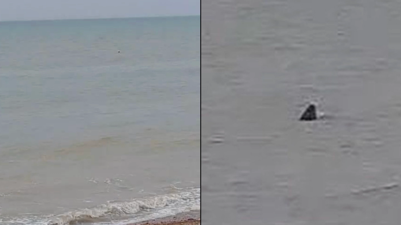 Woman terrified after spotting 'Great White shark' off UK coast leaving locals too scared to go in water