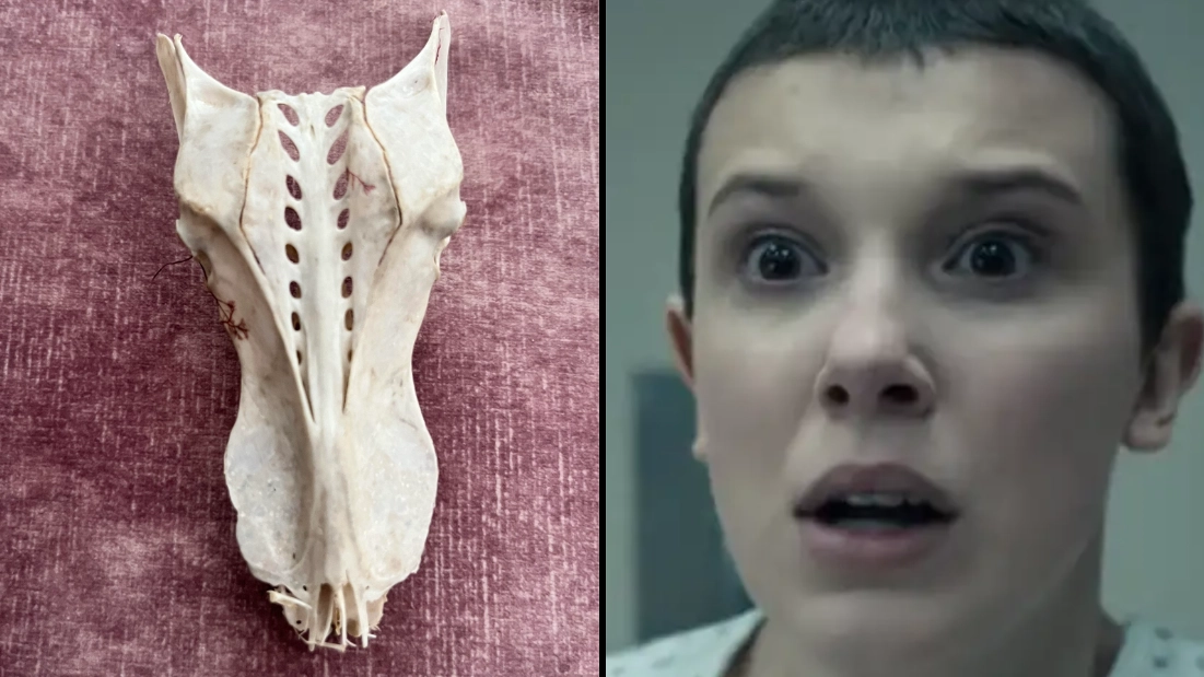 Mysterious 'dragon' skull washes up on UK beach and sends internet into overdrive