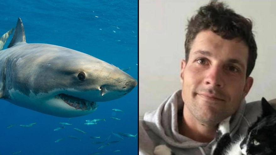 Scientists Want Term ‘Shark Attack’ Banned And Replaced With ‘Shark Incident Or Bite'