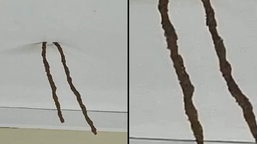 Woman horrified after finding out what ‘sticks’ on her ceiling actually are