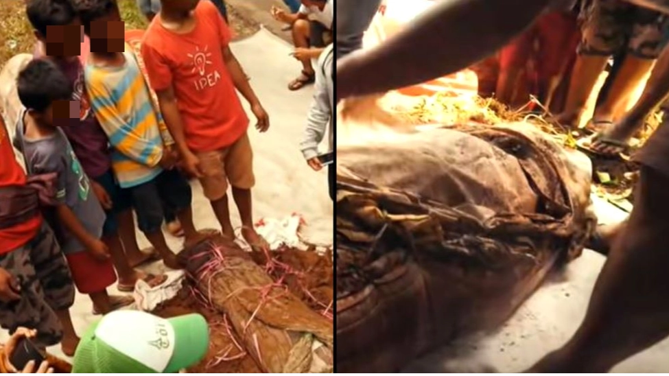 Woman shouts 'this is my father' as Indonesia Death Tribe open up coffin