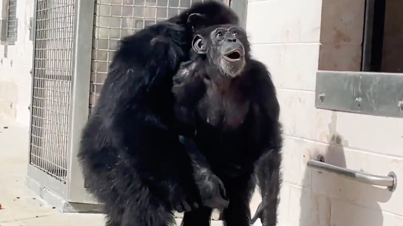 Shocking footage shows moment chimp sees sunlight for first time after 29 years in a cage