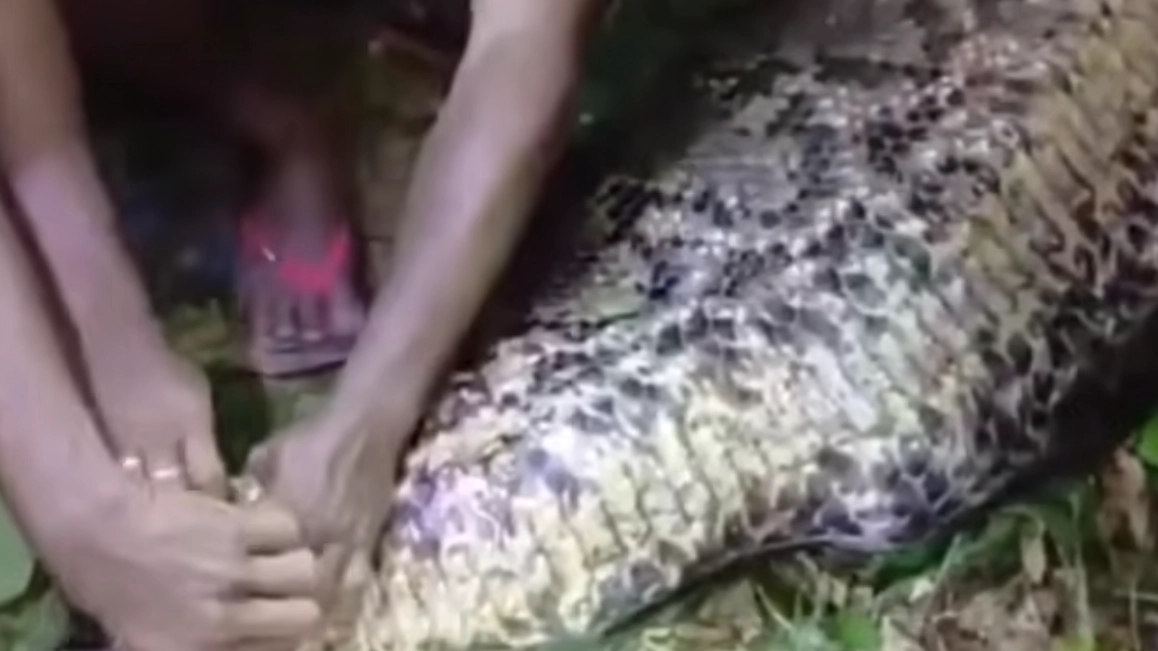 Man crushed to death by 23ft python and swallowed whole while walking home from party