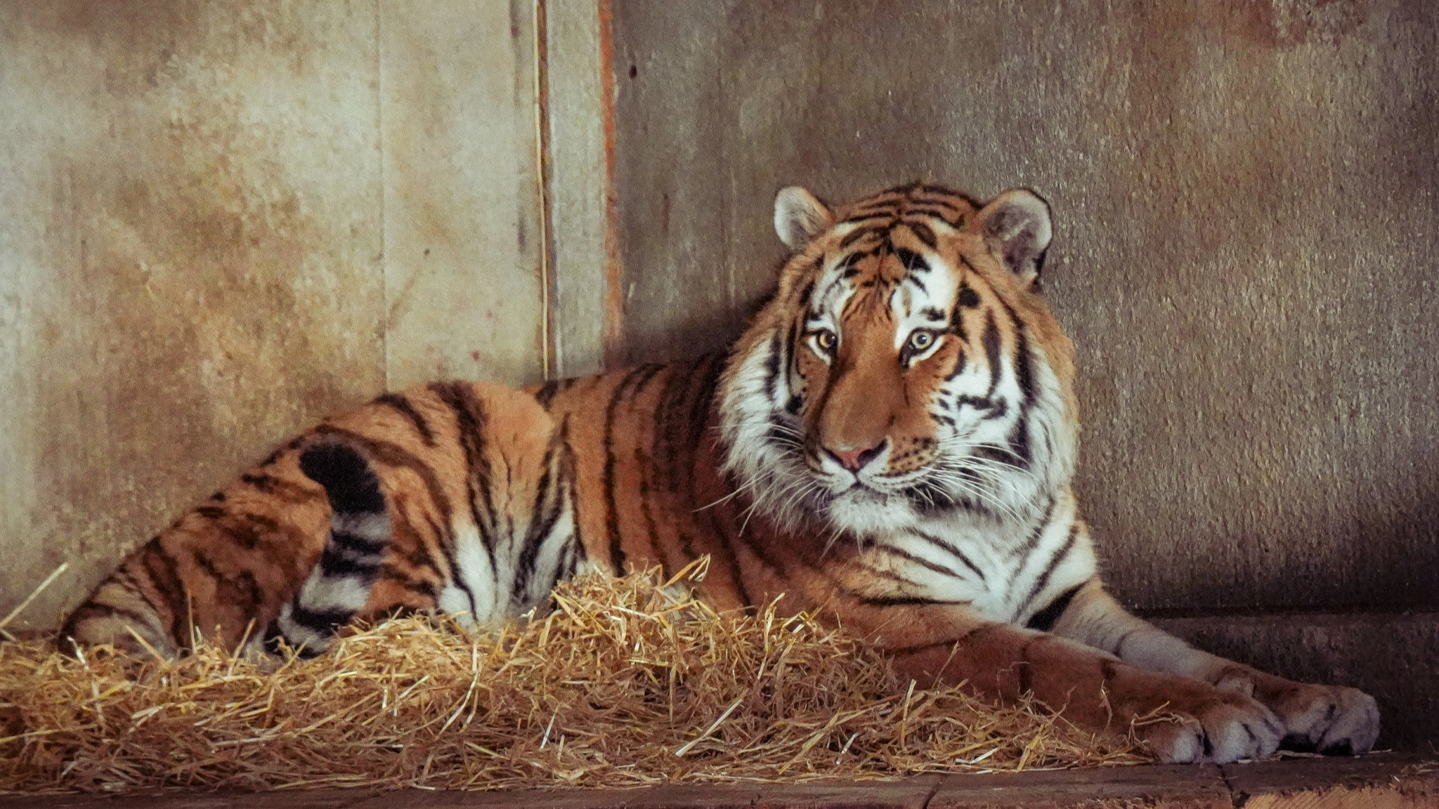 Zoo expert raises 'important question' about Yorkshire Wildlife Park after man 'jumped into tiger enclosure'