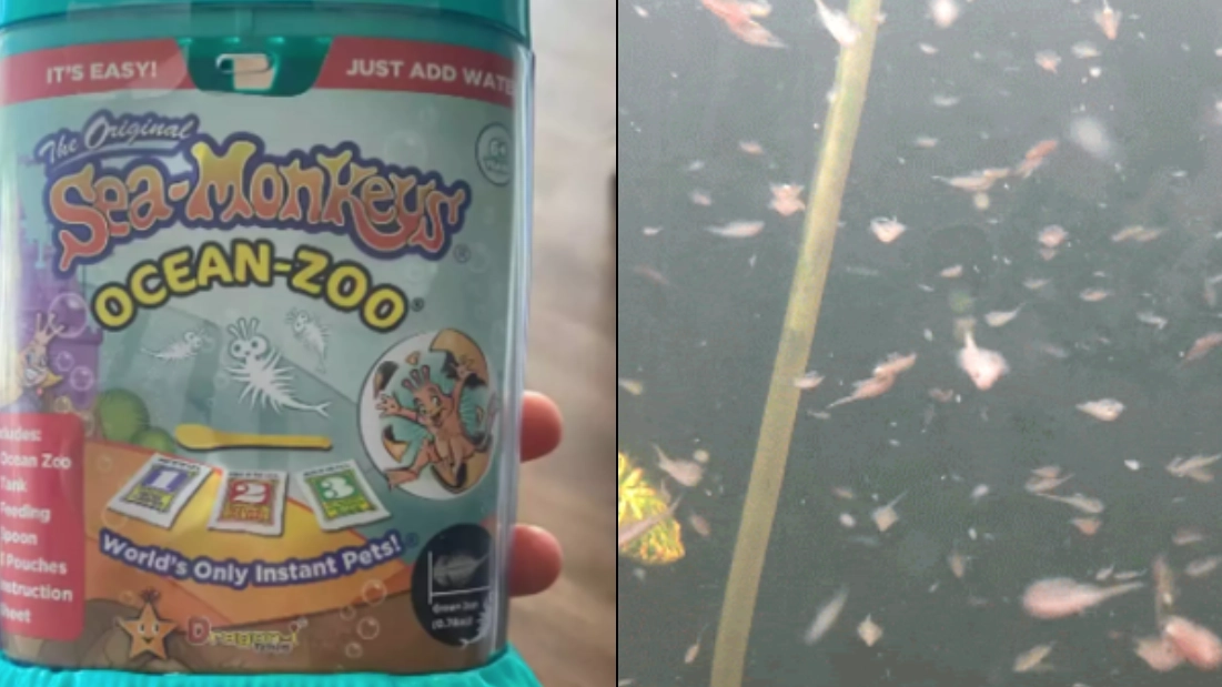 Man who created the world's largest Sea Monkey colony explains how he did it