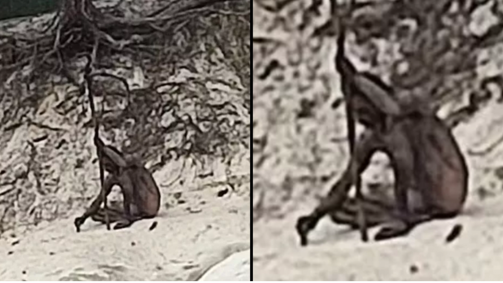 Mystery as naked 'wolf man' spotted in mountains 'holding a spear'