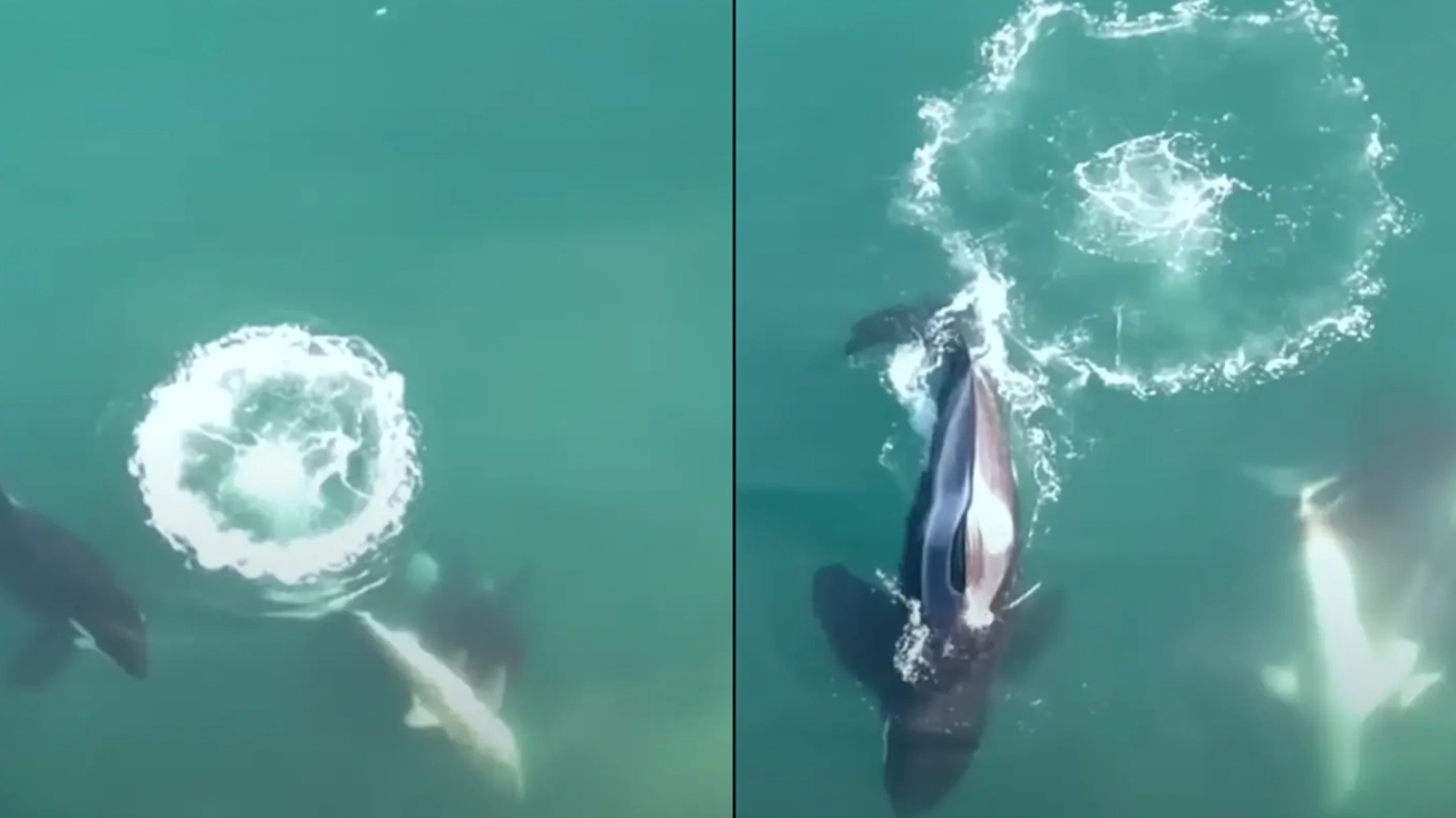 World's first aerial footage of killer whales hunting and killing great white sharks is nature at its scariest