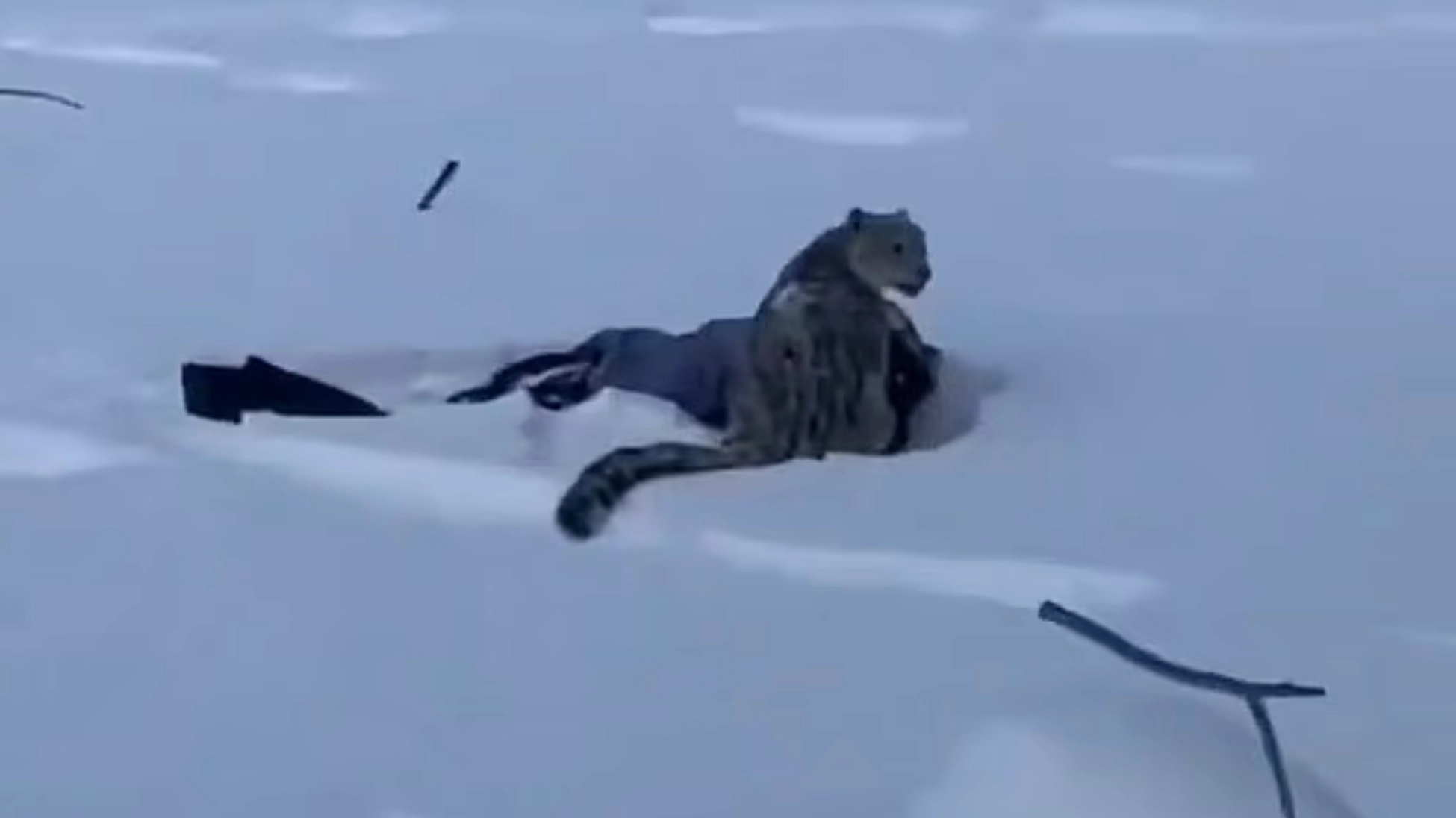 Shocking moment tourist is seriously injured by snow leopard while taking selfie with it