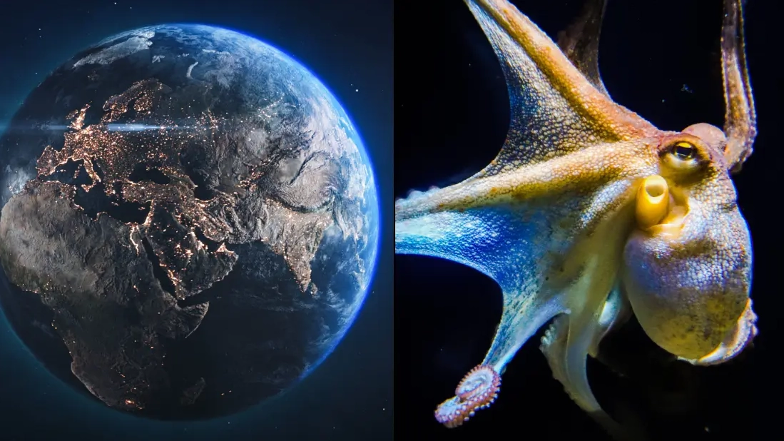 Scientist predicts octopuses would takeover the world if humans died out