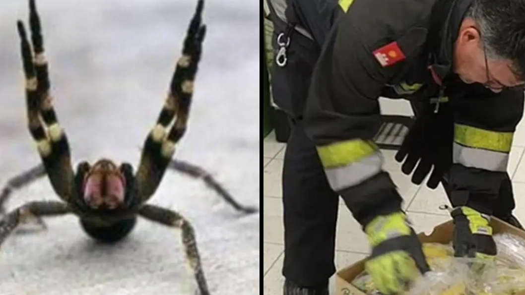 Supermarket closed down over fears about spider that can cause long, painful erections