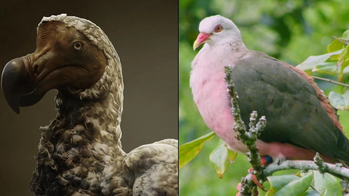 De-extinction of the dodo takes another step closer to actually happening