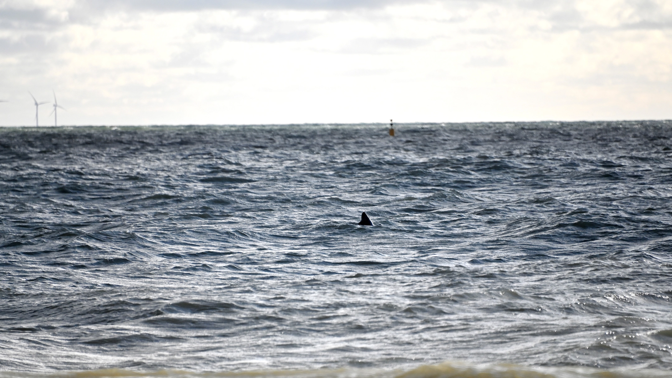 Fin Believed To Be Great White Shark's Spotted Yards From British Beach