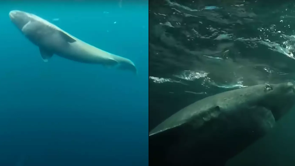 Shocking new twist in mystery of 500-year-old 'immortal' polar sharks