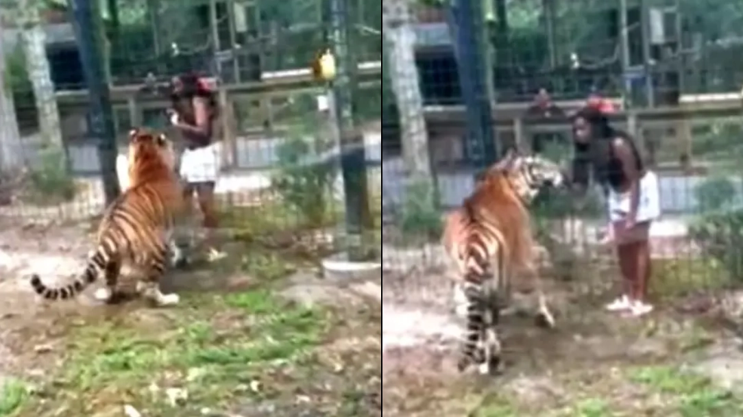 Woman charged after climbing into tiger enclosure and almost having hand bitten off