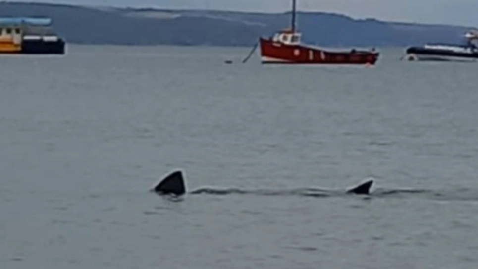 Horrified Sailor Spots Huge Shark Lurking By Popular UK Beach