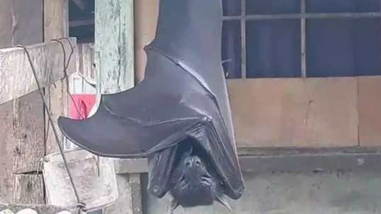 Photo of giant ‘human-sized bat’ isn’t actually fake