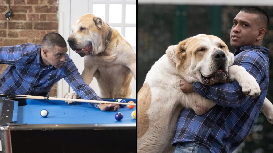 Man's dog is so big it often gets mistaken for a lion and costs a bomb to feed
