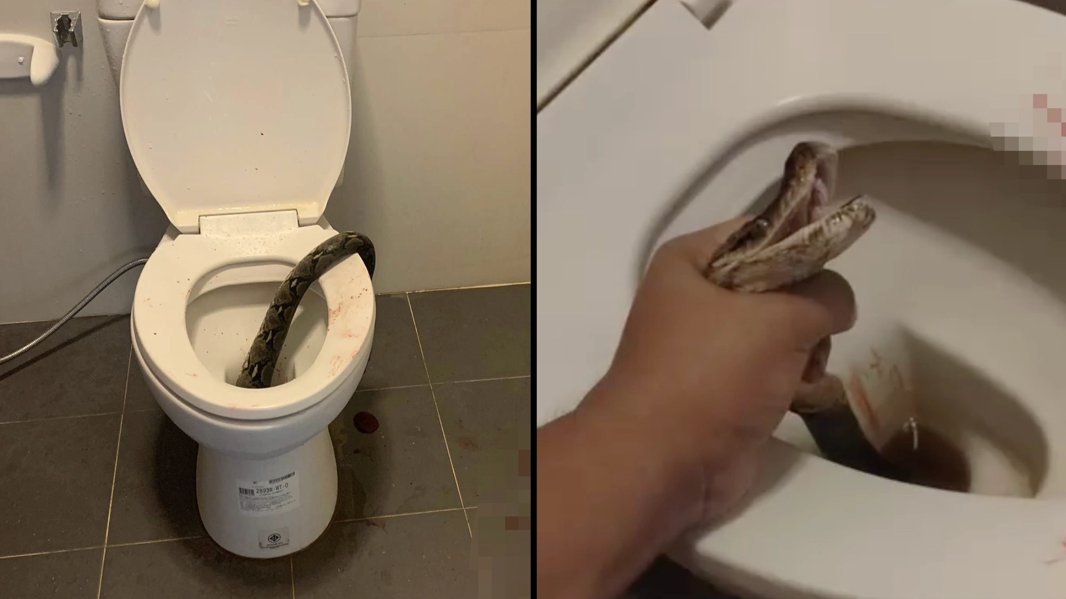 Man gets bitten in the testicles by 12-foot python while sitting on the toilet