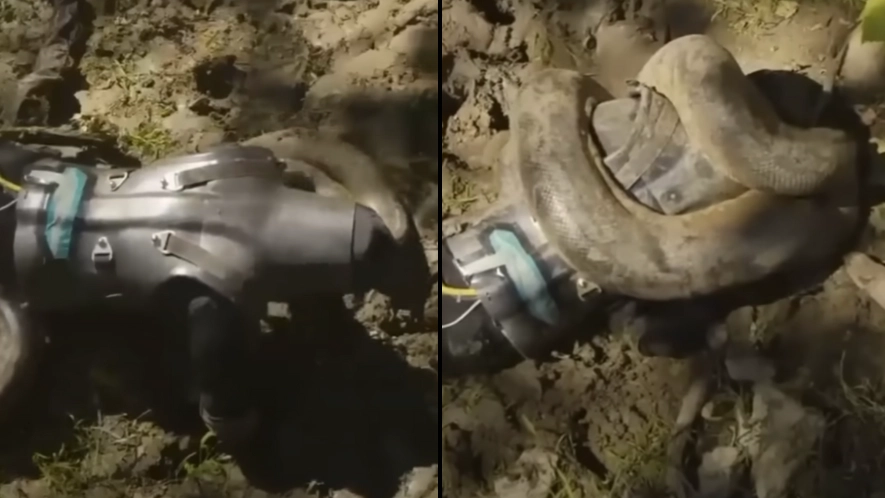 Man allowed snake to eat him alive and recorded entire thing before immediately regretting it