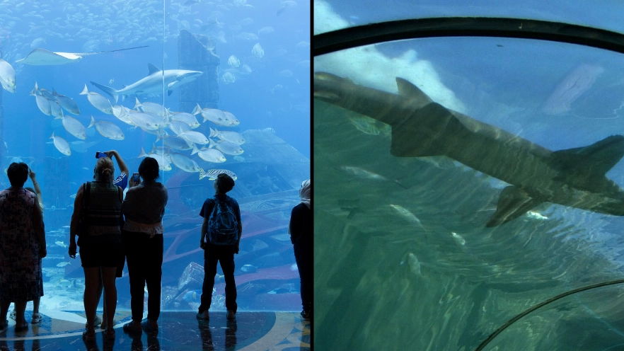 Boy mauled by shark at luxury ‘walk with sharks adventure’
