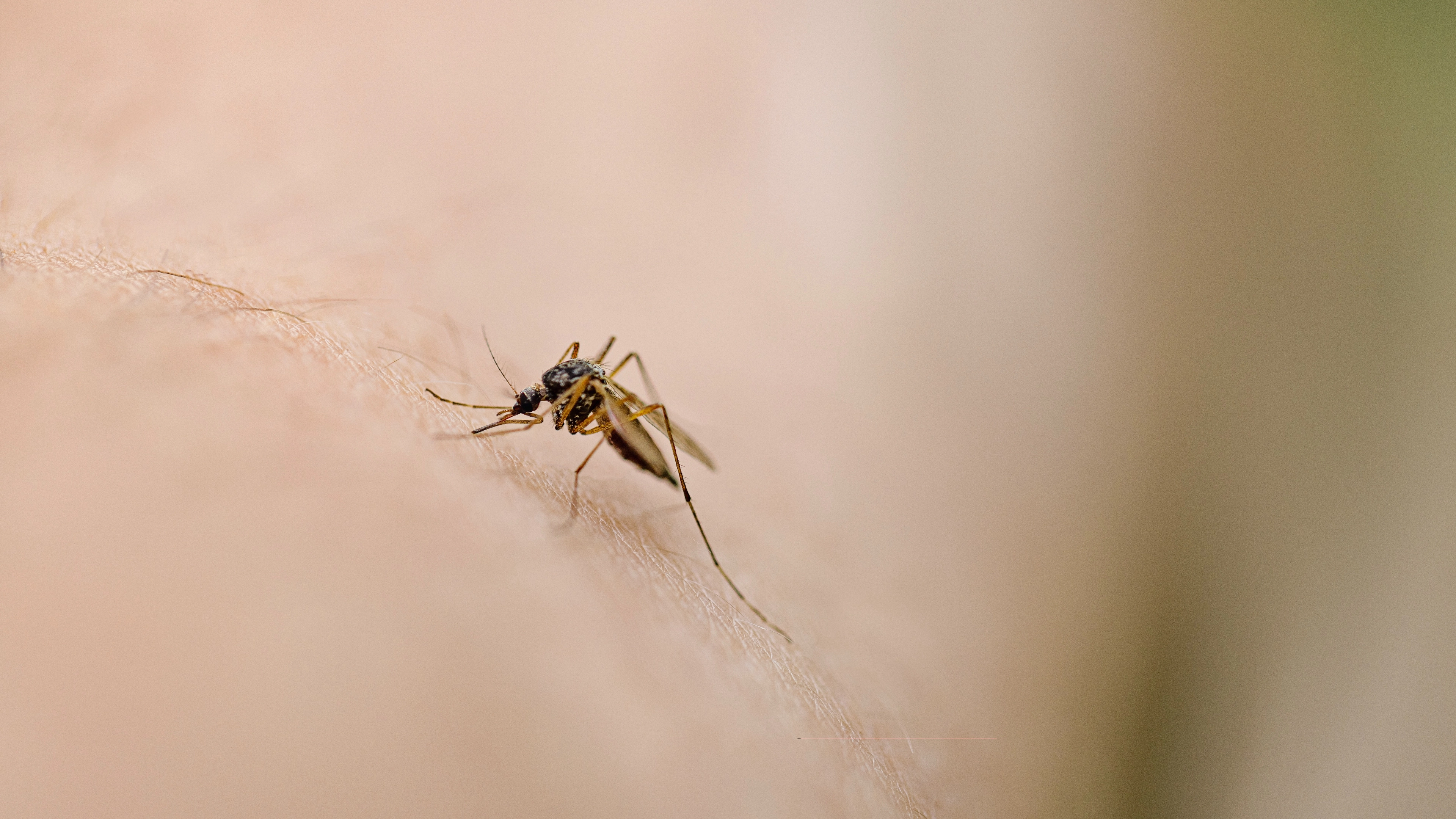 Scientists think one thing causes you to get more mosquito bites than other people