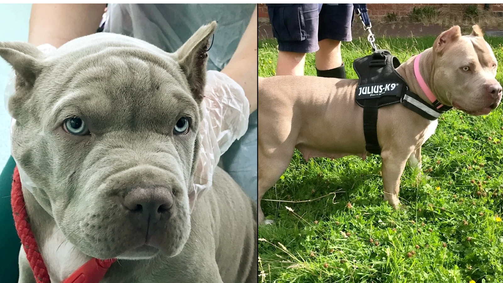 Man Jailed In UK For Having His Puppies' Ears Cropped